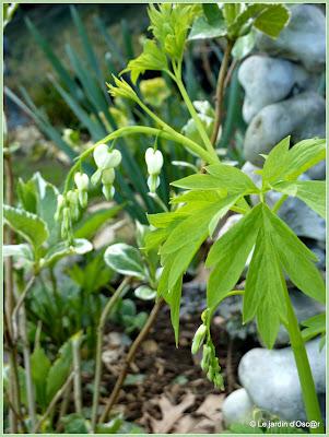 La pluie aura fait un bien fou au jardin boostant les feu...
