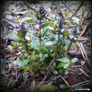 La pluie aura fait un bien fou au jardin boostant les feu...