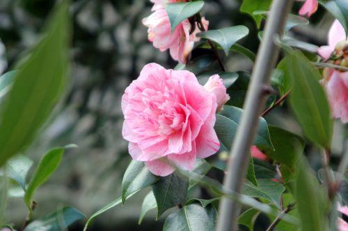 4 lavinia veneux 13 avril 2012 013.jpg