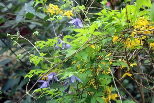 5 veneux 13 avril 2012 007.jpg