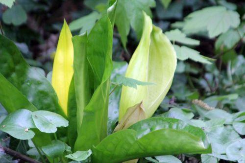 11 lysichiton 10 avril 2012 018.jpg