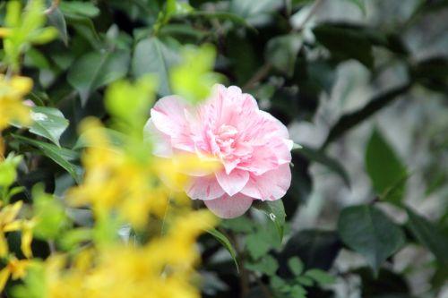 2 lavinia veneux 13 avril 2012 002.jpg