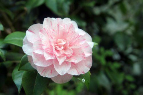 3 lavinia veneux 13 avril 2012 006.jpg