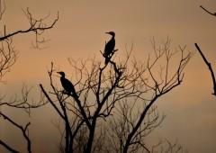 cormorans-1381022760-1579982.jpg