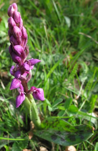 Premières Orchidées et Vesce des haies