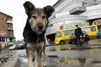 Chien errant dans les rues de Kiev, en Ukraine.