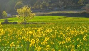 Le printemps est là !