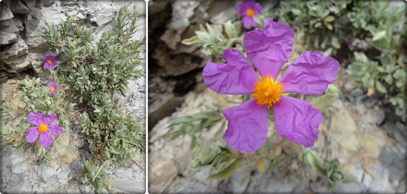 Piene Haute le village perché, 20 mars 2012