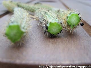 Bouturer le cactus queue de rat