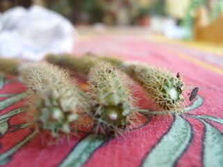 Bouturer le cactus queue de rat