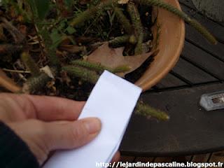 Bouturer le cactus queue de rat