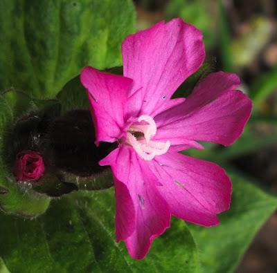 Compagnon rouge, Sceau de Salomon et Cerisier à grappes