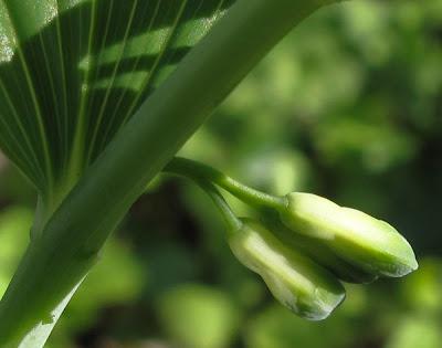 Compagnon rouge, Sceau de Salomon et Cerisier à grappes