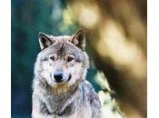 Crever loup exauce rêve racaille talus