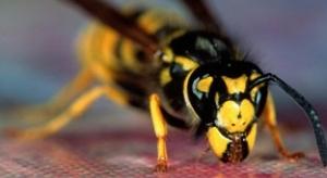 PIQÛRES d’INSECTES: Peu de preuves d’efficacité des traitements actuels – Drug and Therapeutics Bulletin