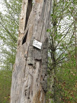 Arbre remarquable en forêt de Commercy