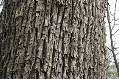 Arbre remarquable en forêt de Commercy