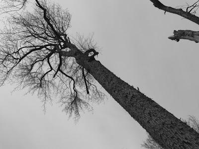 Arbre remarquable en forêt de Commercy