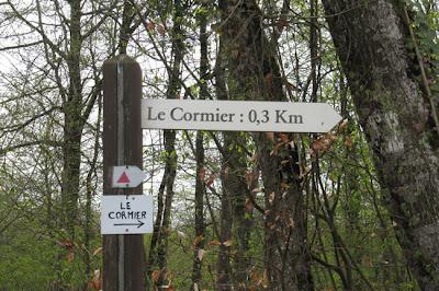 Arbre remarquable en forêt de Commercy