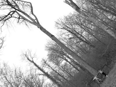 Arbre remarquable en forêt de Commercy