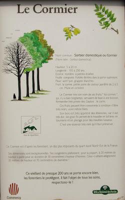 Arbre remarquable en forêt de Commercy