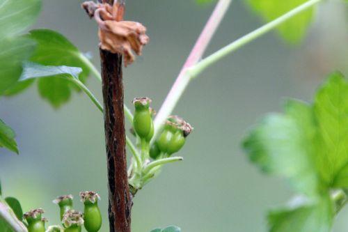 romi 13 avril 2012 090.jpg