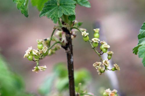 rubrum romi 13 avril 2012 091.jpg