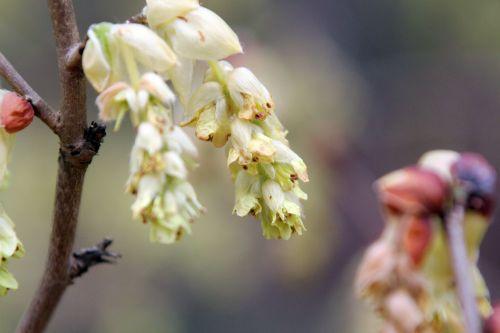 corylopsis sinensis gb 9 avril 2012 083 (3).jpg