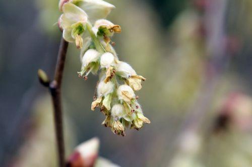 corylopsis sinensis gb 9 avril 2012 083 (4).jpg