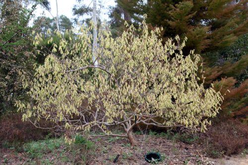 corylopsis sinensis gb 9 avril 2012 083.jpg