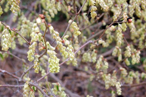 corylopsis sinensis gb 9 avril 2012 083 (1).jpg