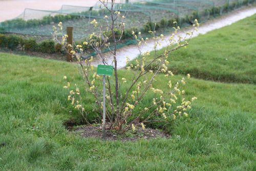 corylopsis wilmottiae Paris 12 mars 037.jpg