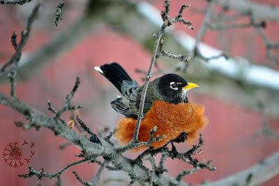 Merle d'Amérique...