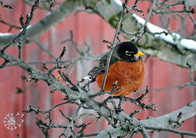 Merle d'Amérique...