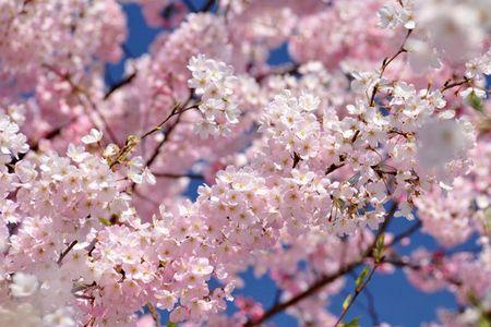 1-avril-japon-sakura