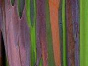 Eucalyptus Rainbow