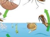 DENGUE: Aedes albopictus retour Réunion InVS