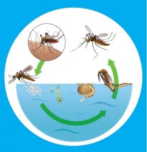 DENGUE: Aedes albopictus de retour à La Réunion – InVS