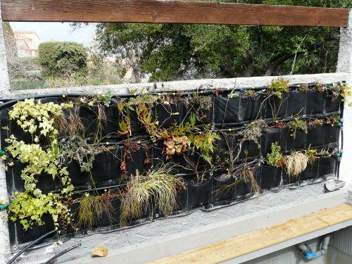 Plantation dans la zone de lagunage (suite) !