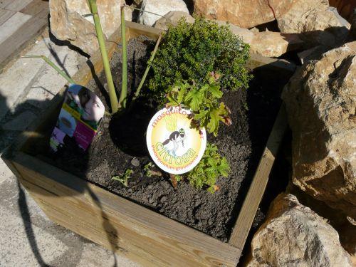 Plantation dans la zone de lagunage (suite) !