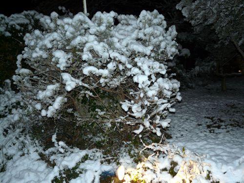Que faire avec les plantes qui ont le moins bien résisté après les épisodes neigeux ? Journal du 17 février 2012