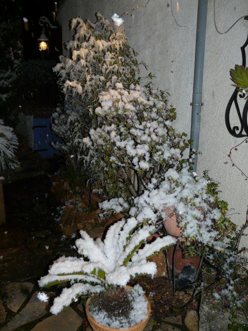Que faire avec les plantes qui ont le moins bien résisté après les épisodes neigeux ? Journal du 17 février 2012