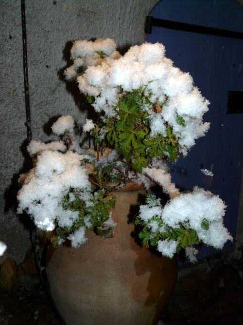Une neige en abondance sur notre jardin ! Journal du 11 février 2012