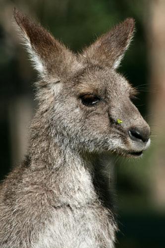 Un nouveau Kangourou Gris au Parc Australien…