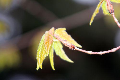 2 acer triflorum gb 9 avril 2012 103.jpg