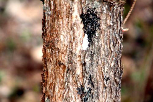 5 acer triflorum gb 9 avril 2012 106.jpg