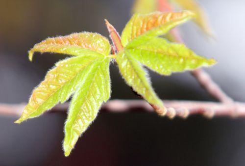 3 acer triflorum gb 9 avril 2012 102.jpg