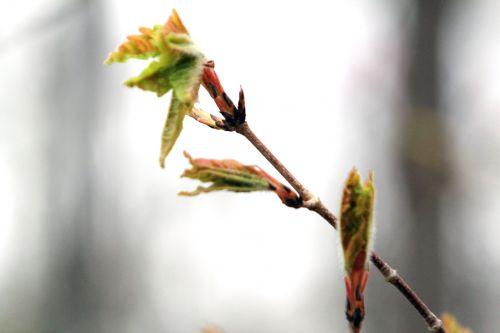 1 acer triflorum gb 9 avril 2012 105.jpg