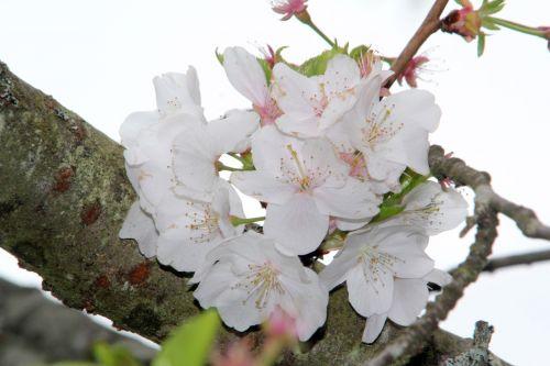 prunus yedoensis gb 9 avril 2012 029 (1).jpg