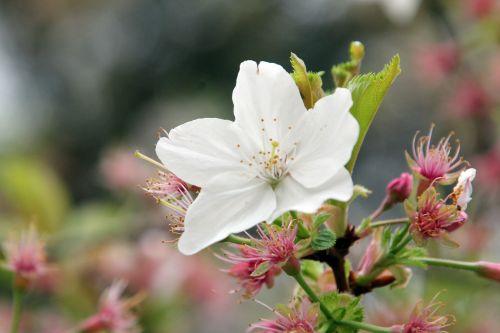 prunus yedoensis gb 9 avril 2012 029 (3).jpg